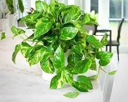 Money Plant
