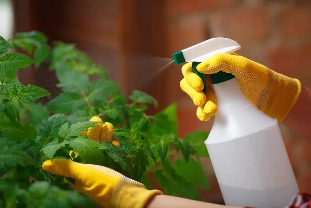 Planting with soil