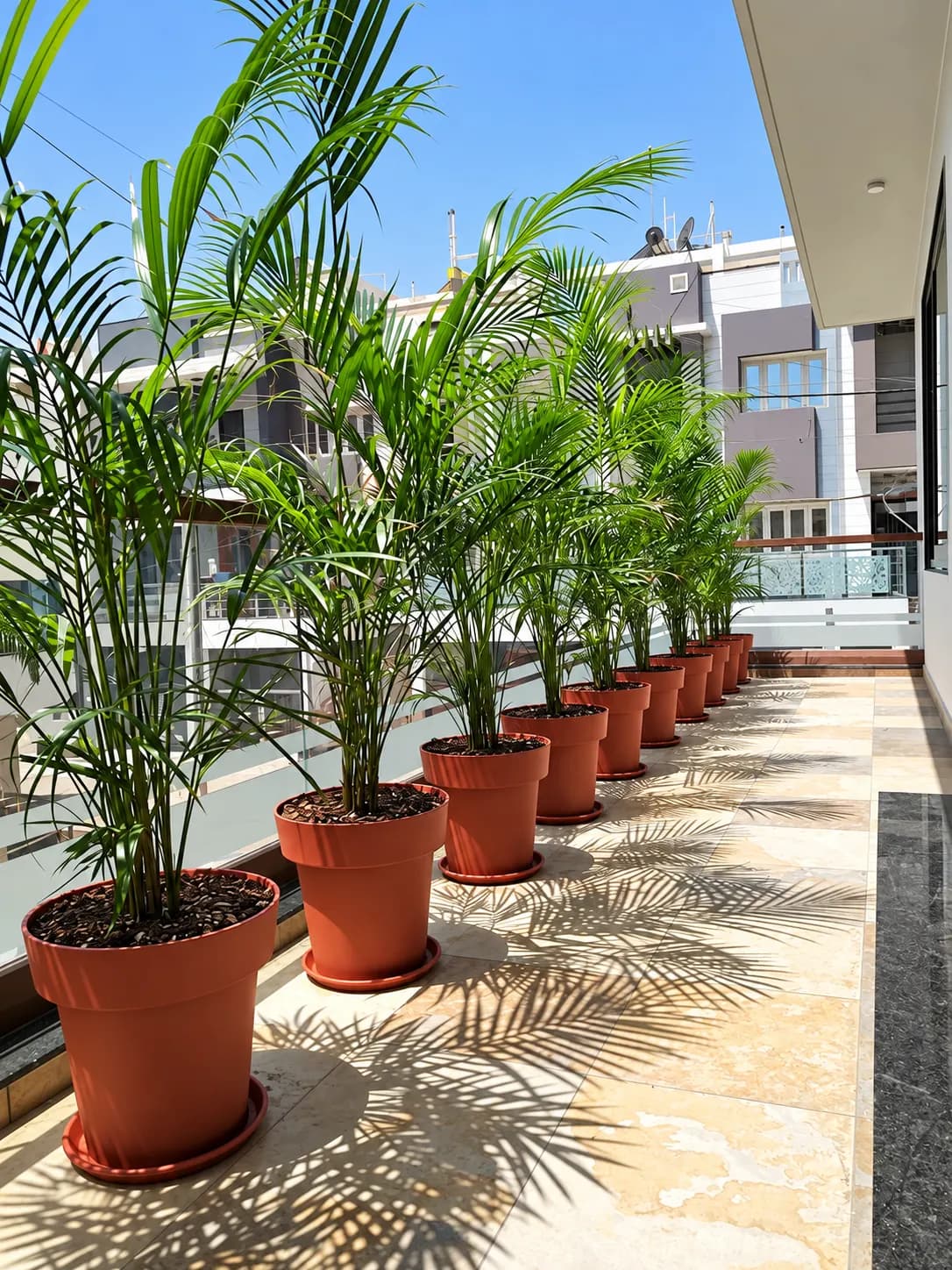 Areca Palm growing on a balcony