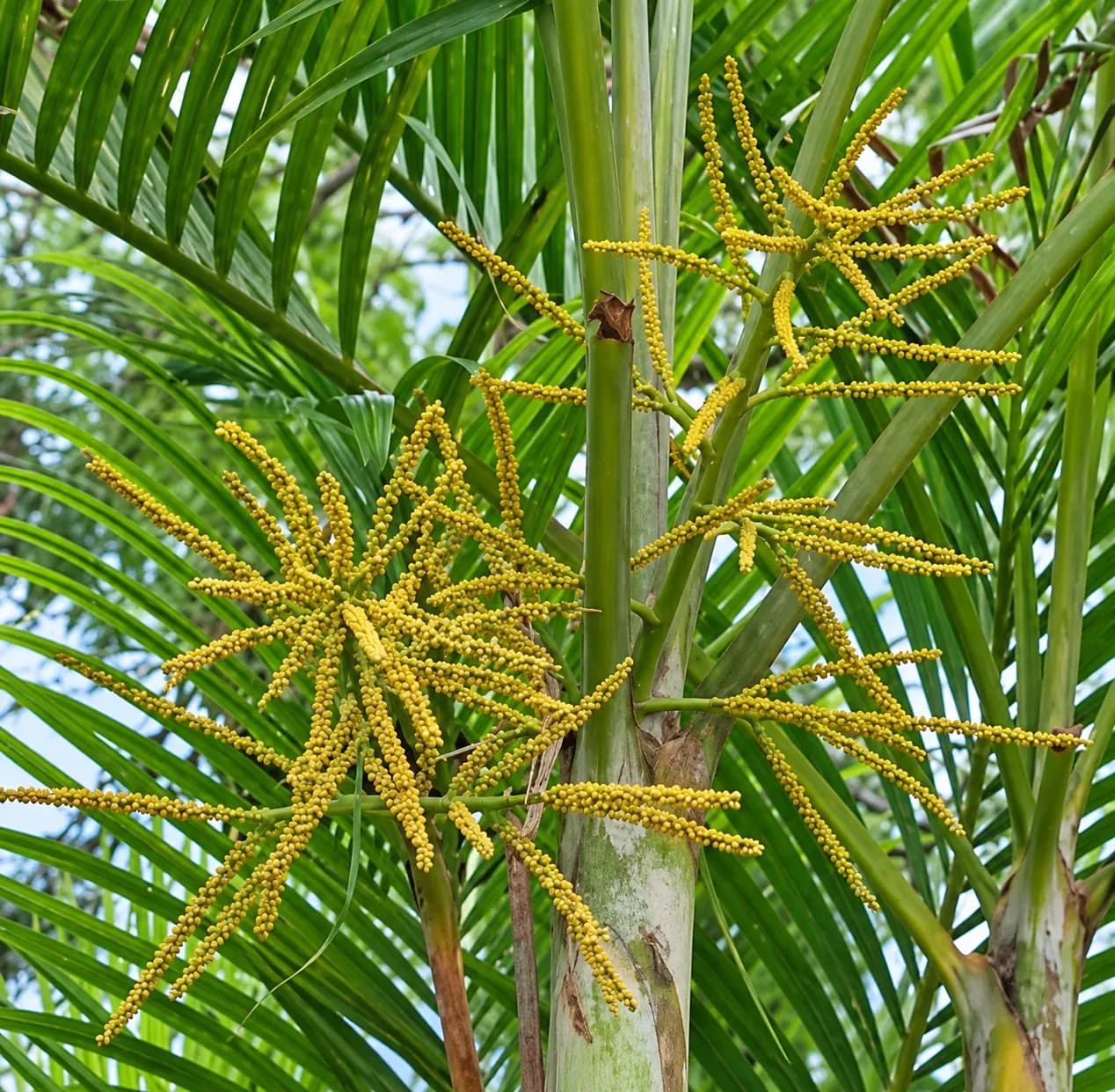 Areca Palm foliage and natural growth