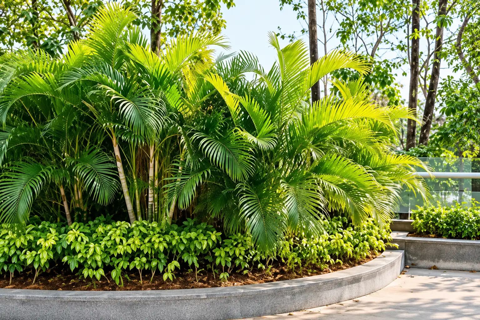 Areca Palm growing in a garden