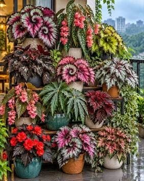 Healthy Begonias in an indoor home setting