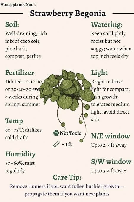 Begonia care guide image showing a healthy indoor plant