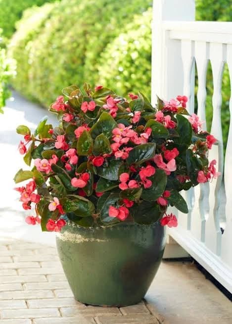 Begonia growing indoors in an Indian home