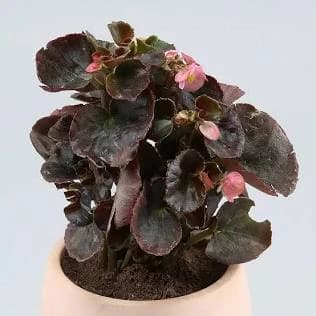 Begonia in a decorative indoor pot