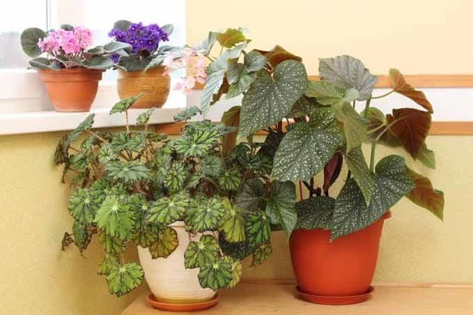 Begonia placed in an indoor living space