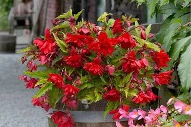 Begonias growing indoors