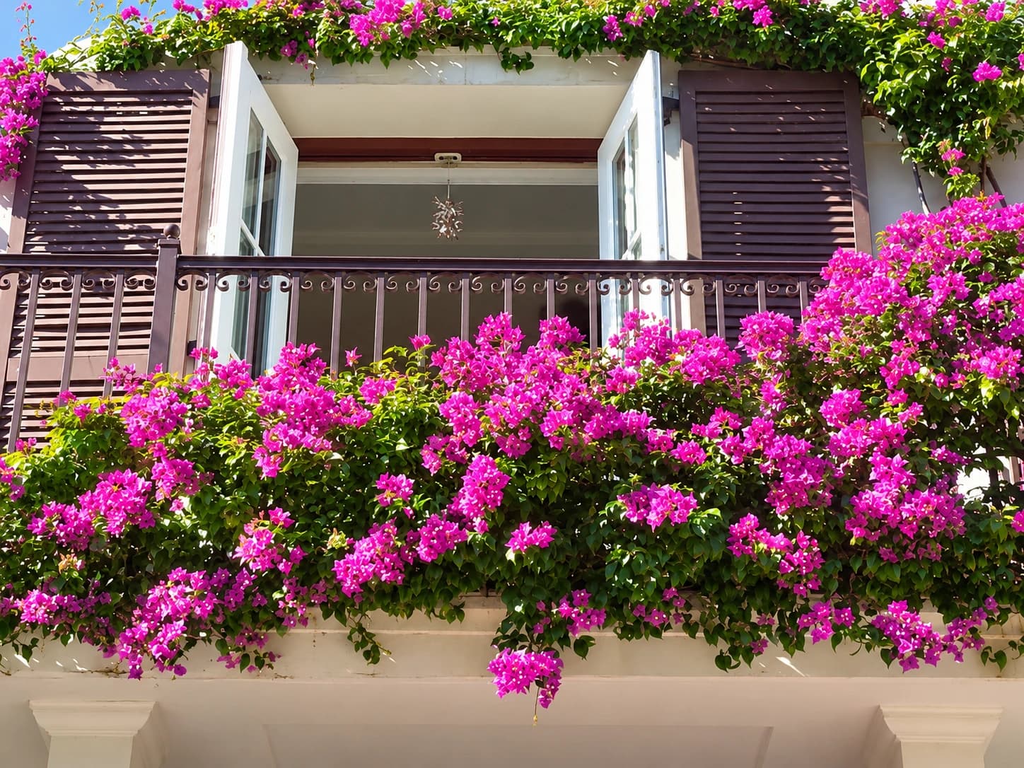 Bougainvillea growing in a balcony container