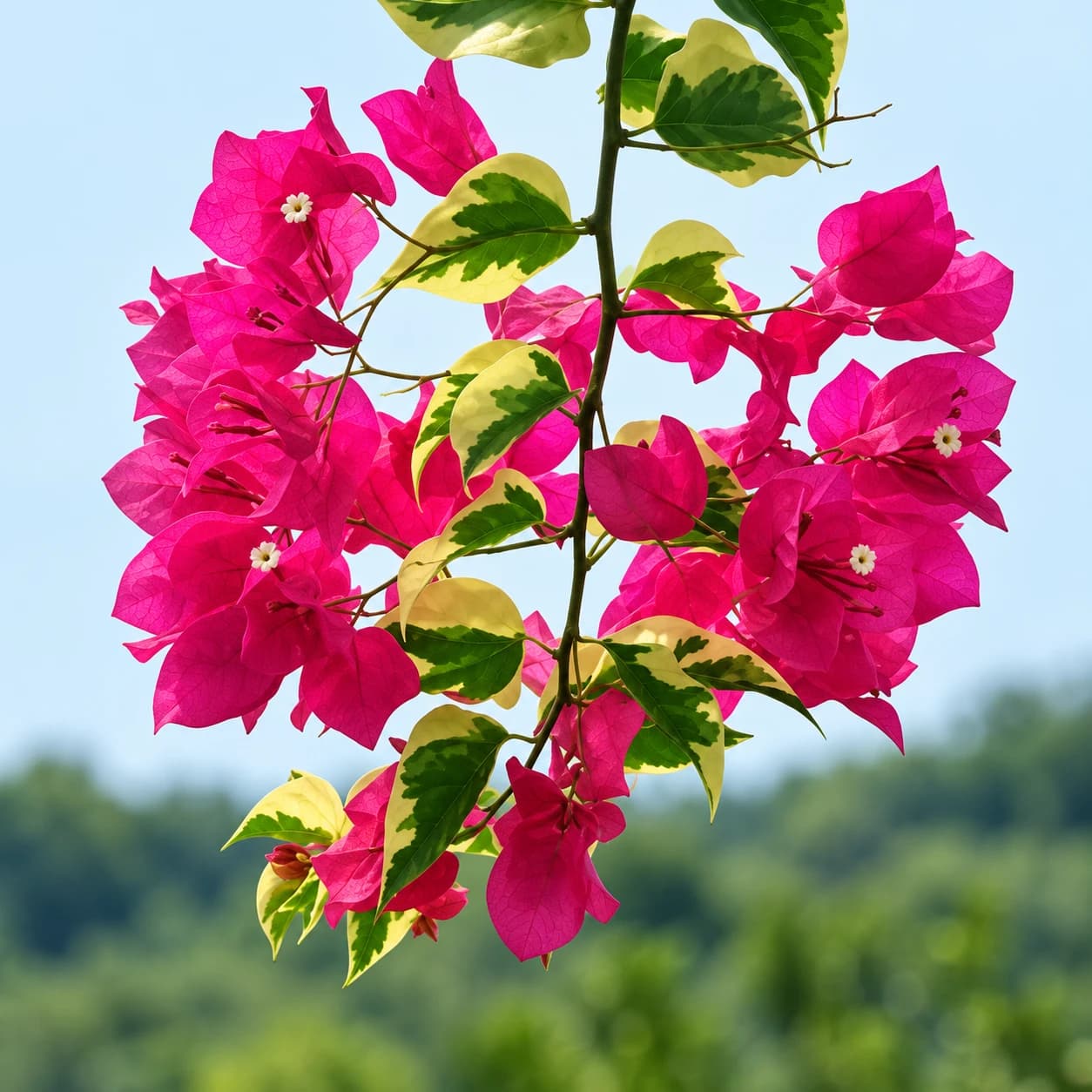 Bougainvillea plant with colourful bracts growing outdoors