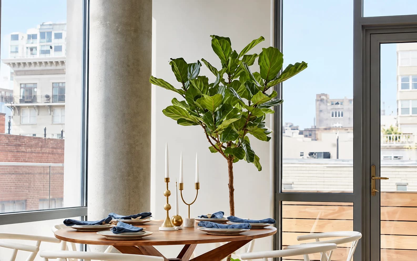 Healthy Fiddle Leaf Fig in an indoor home setting
