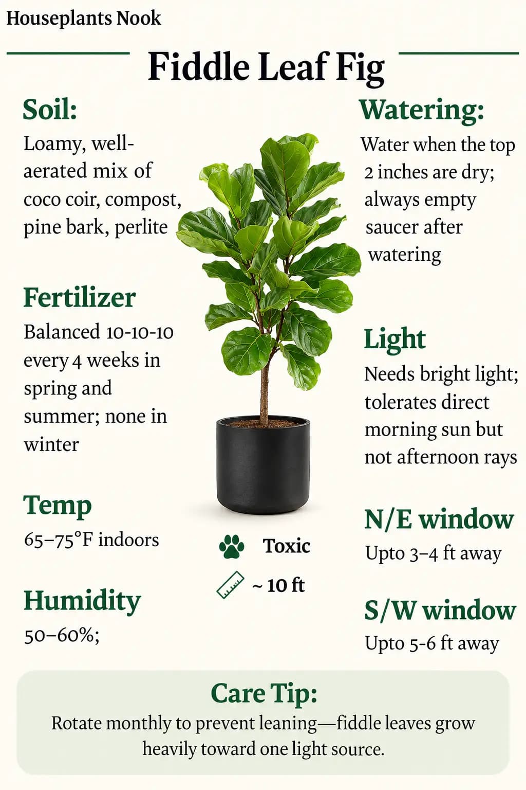 Fiddle Leaf Fig care guide image showing a healthy indoor plant