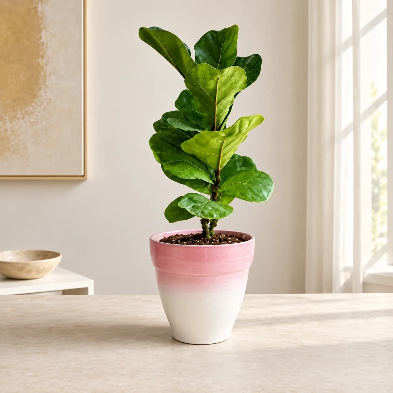 Fiddle Leaf Fig in a decorative indoor pot
