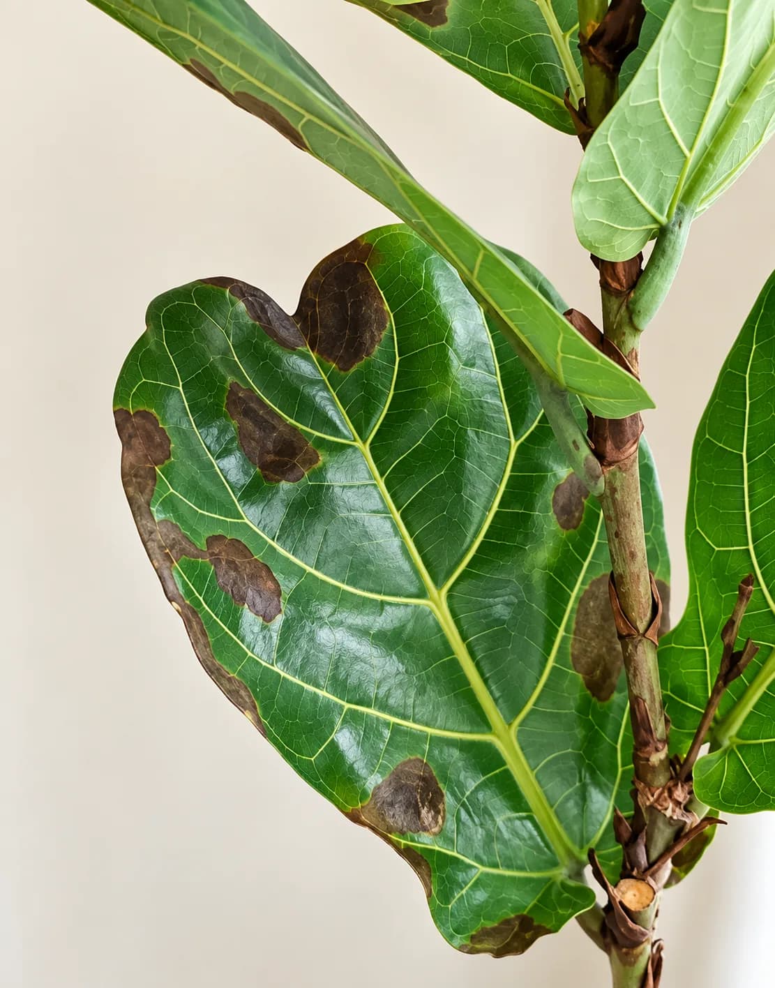 Close-up of healthy Fiddle Leaf Fig leaves