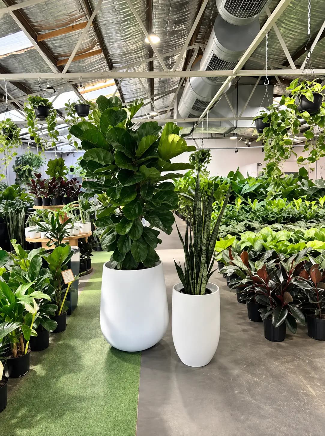 Fiddle Leaf Fig with large violin-shaped leaves growing indoors