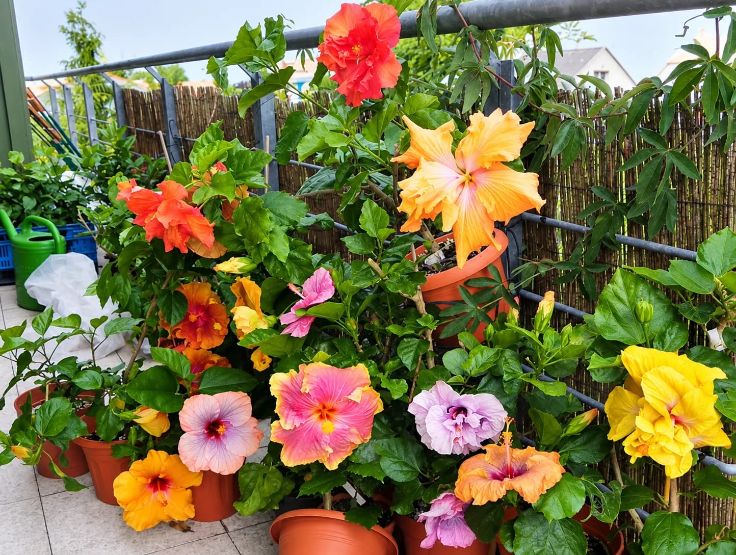 Hibiscus growing in a balcony container