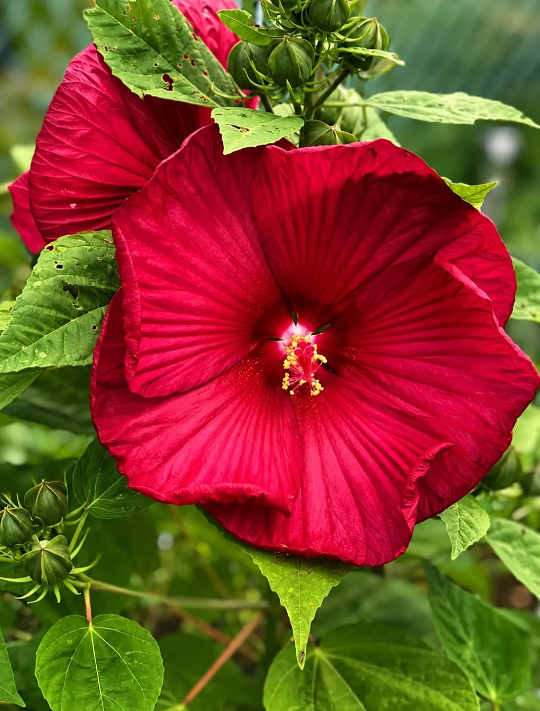 Hibiscus plant with colourful flowers growing outdoors
