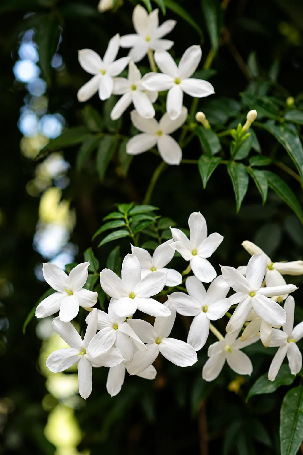 Jasmine plant with white fragrant flowers growing outdoors