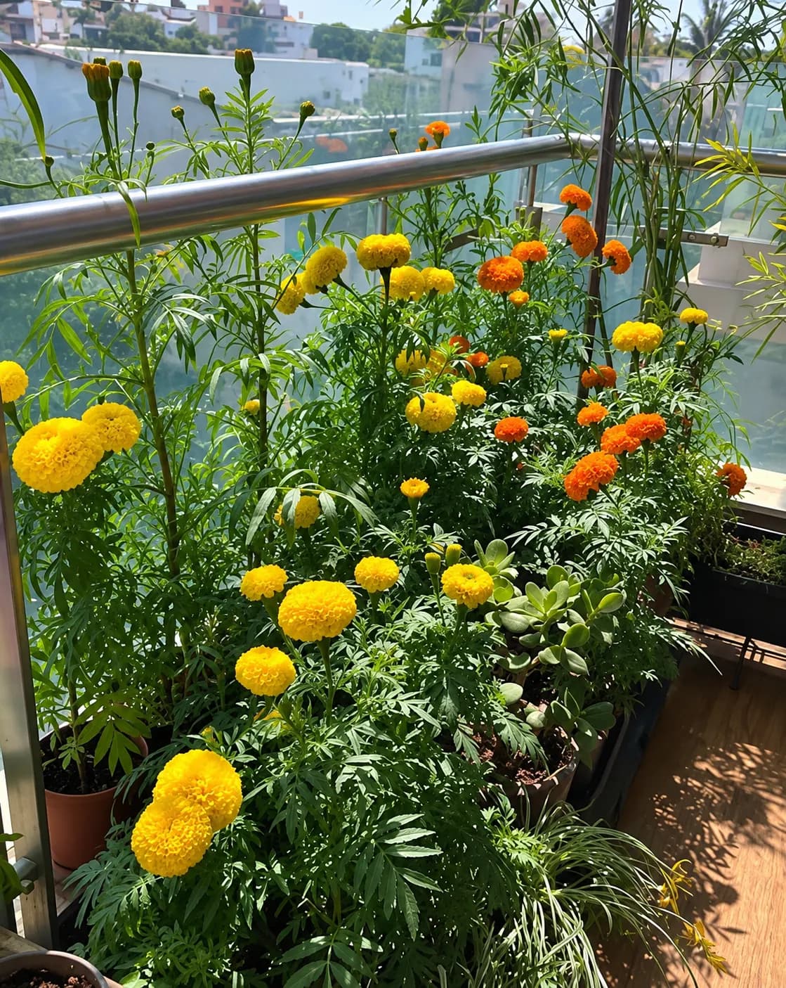 Marigold plants growing in balcony containers