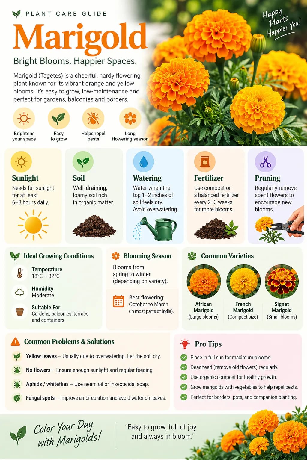 Marigold plant care guide image