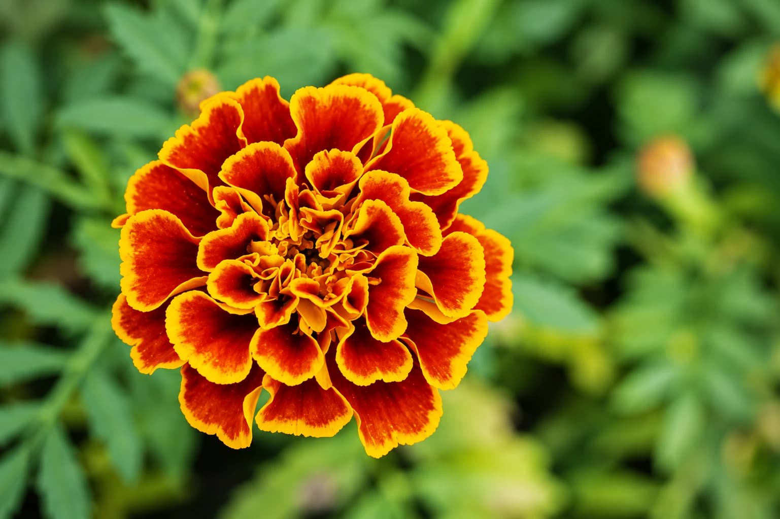 Marigold plant with bright flowers growing outdoors