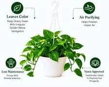 Healthy Money Plant in an indoor home setting