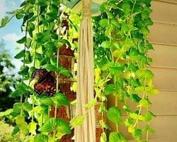 Money Plant displayed as a hanging indoor plant