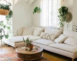Money Plant used as greenery in an indoor home setting