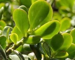 Close-up of healthy Money Plant leaves