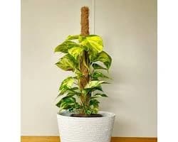 Money Plant with trailing green leaves growing indoors