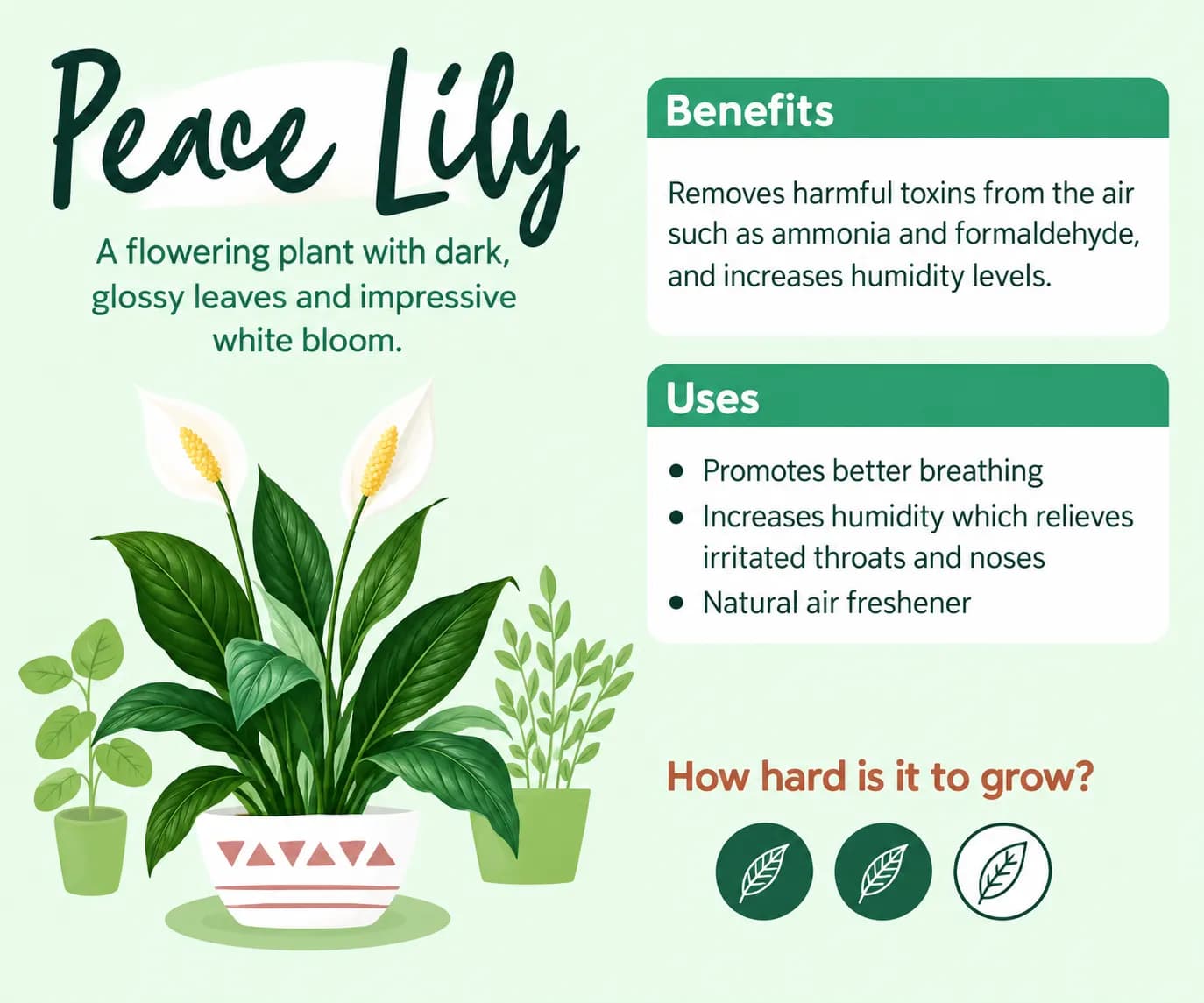 Healthy Peace Lily in an indoor home setting