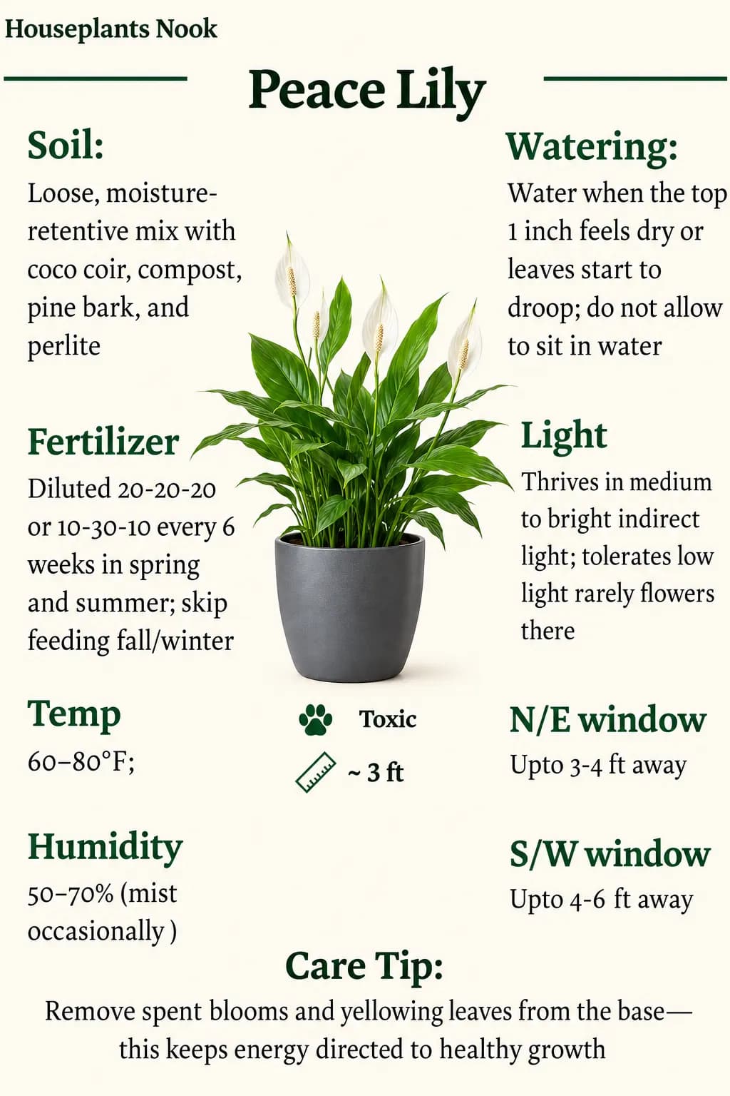 Peace Lily care guide image showing a healthy indoor plant