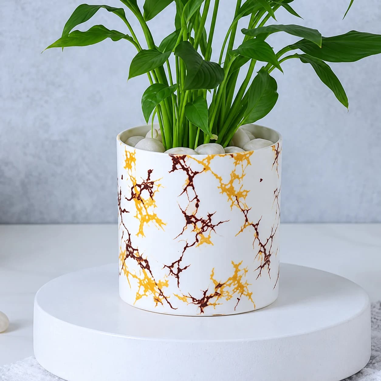 Peace Lily in a decorative indoor pot