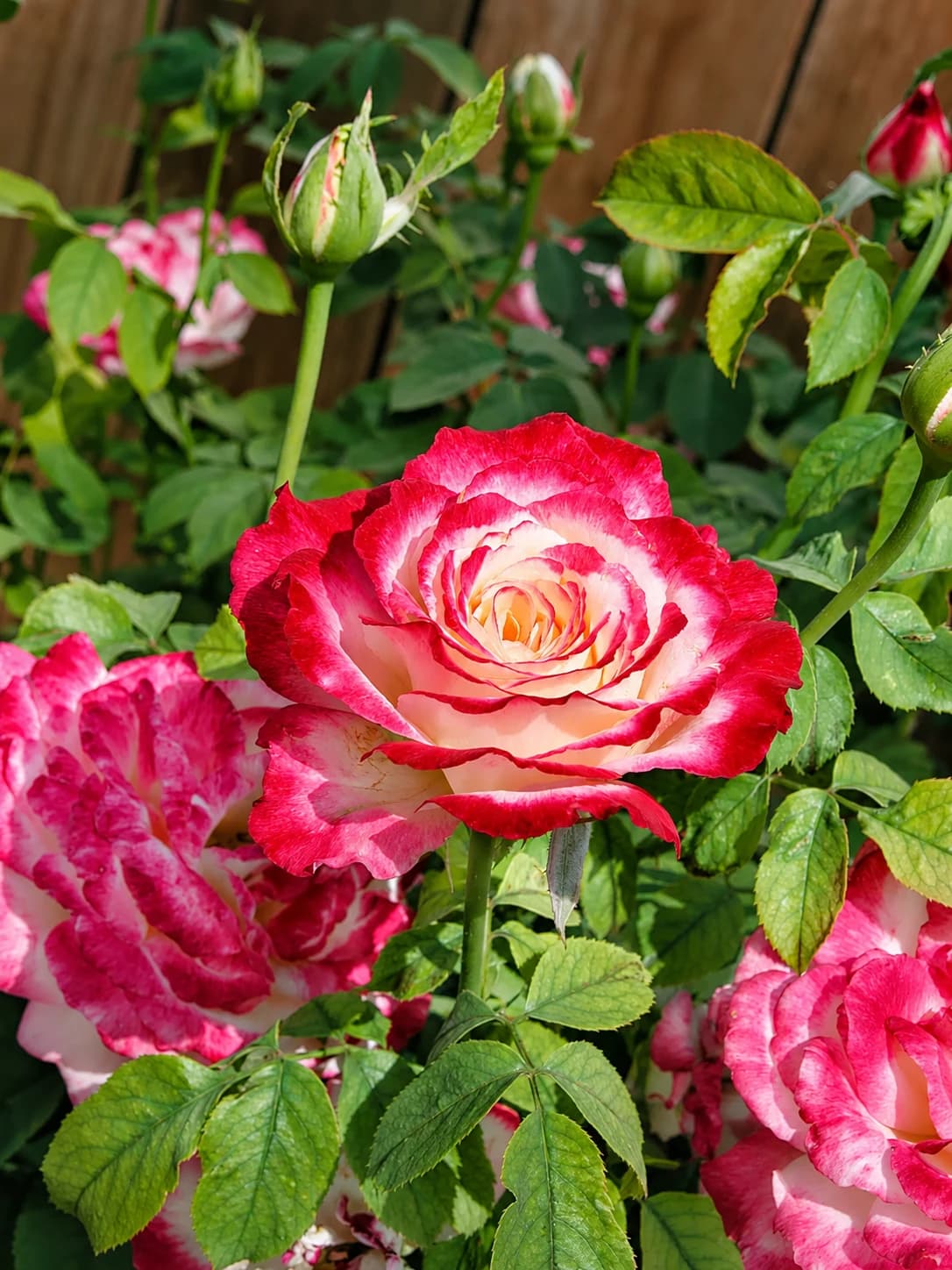 Rose plant with colourful flowers growing outdoors