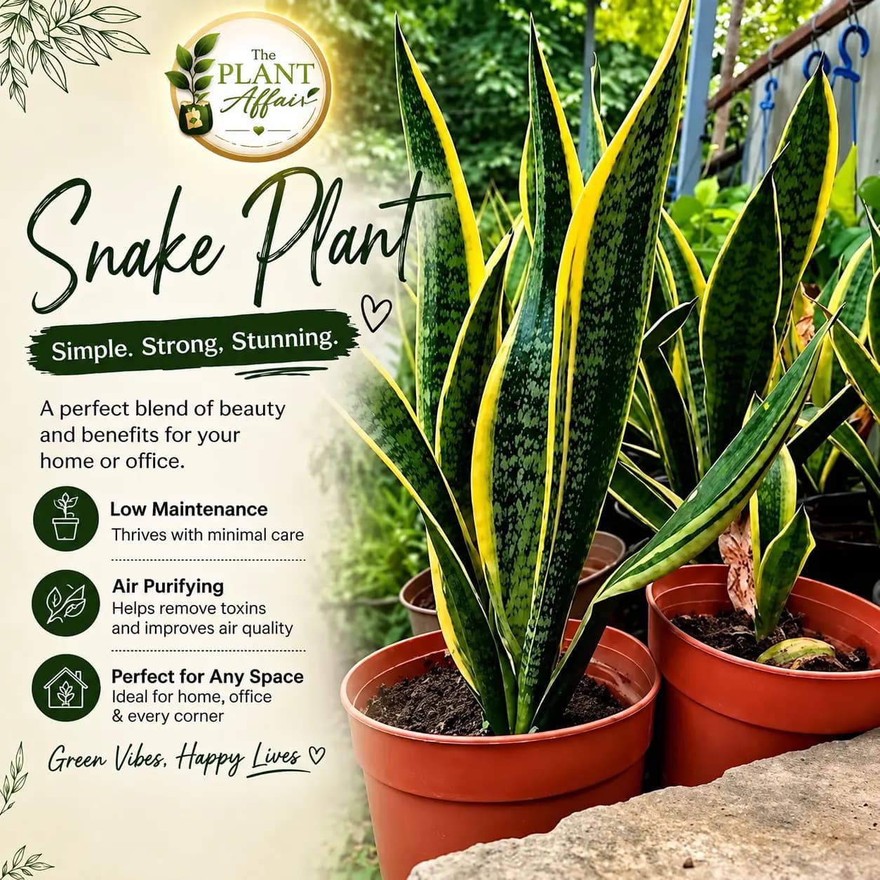 Healthy Snake Plant in an indoor home setting