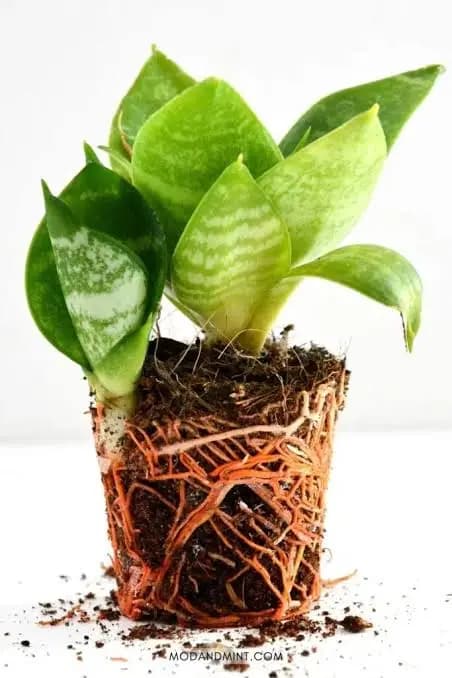 Bird's Nest Snake Plant with compact rosette growth