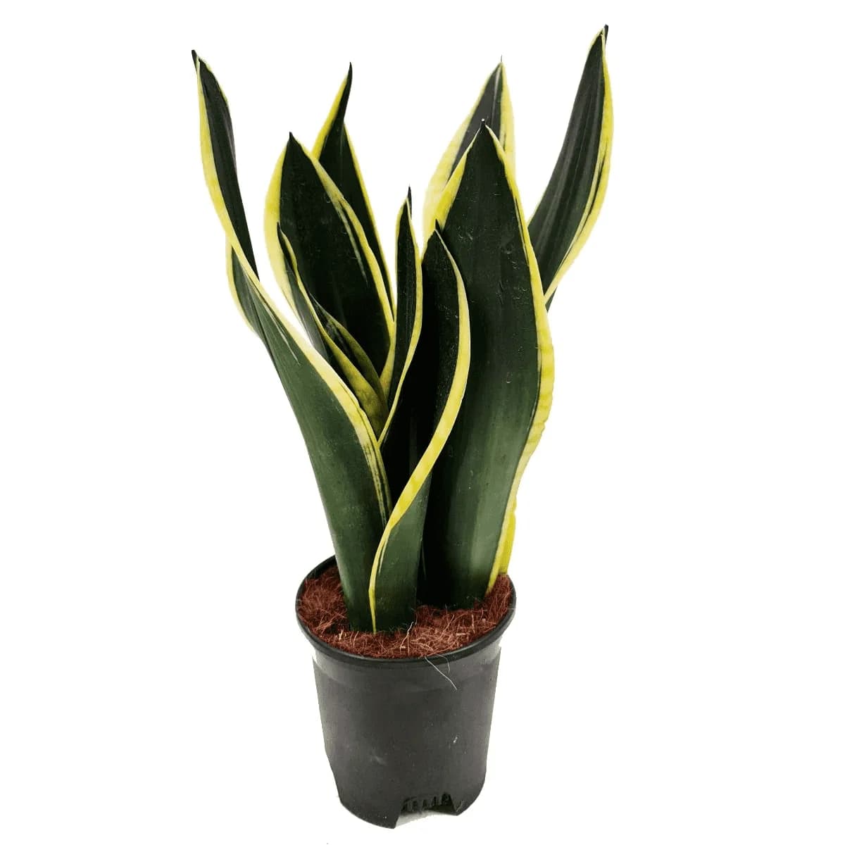 Snake Plant Black Gold variety with dark green leaves and light margins
