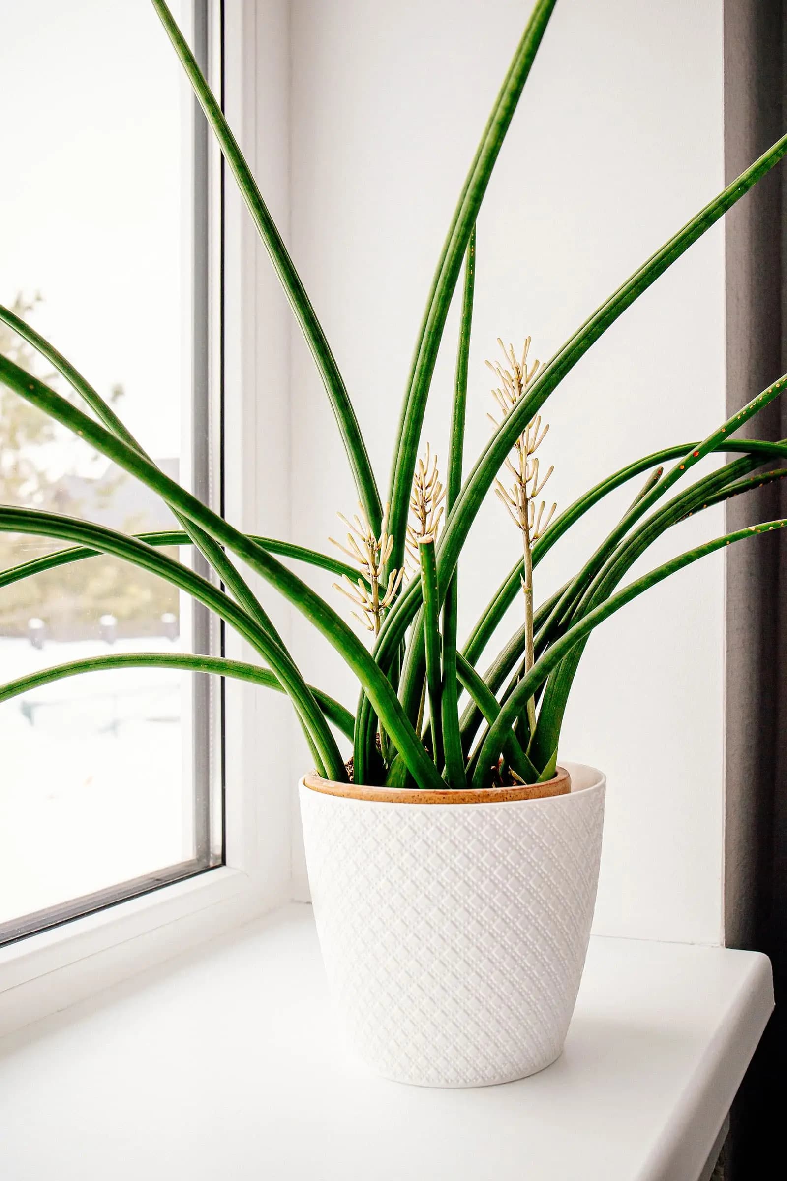 Snake Plant Cylindrica variety with cylindrical upright leaves