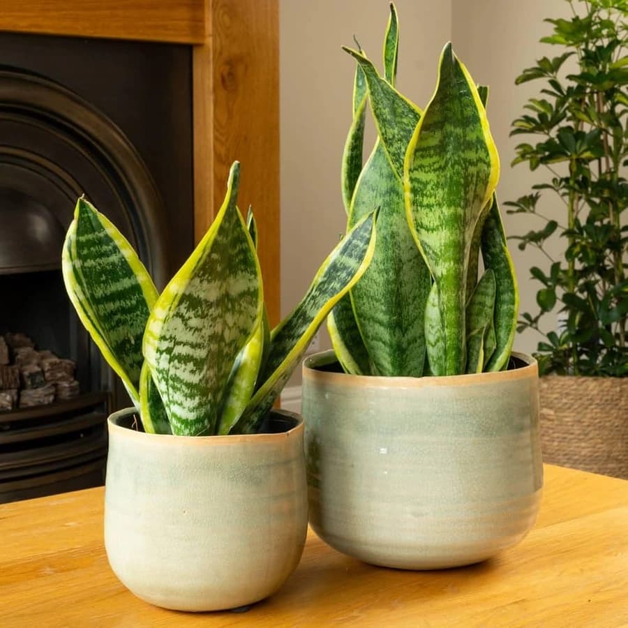 Snake Plant in a decorative indoor pot