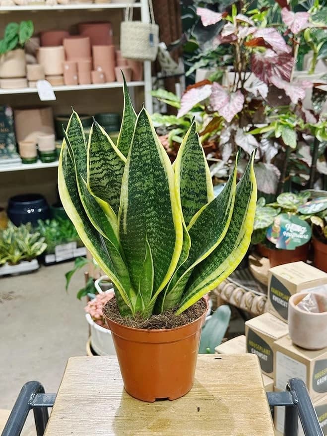Healthy Snake Plant in an indoor pot
