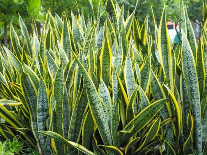 Snake Plant Laurentii variety with yellow leaf margins