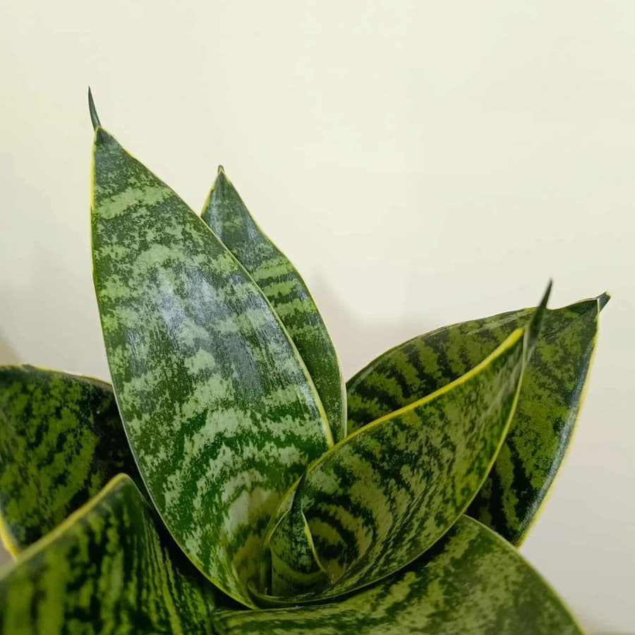 Close-up of Snake Plant leaves