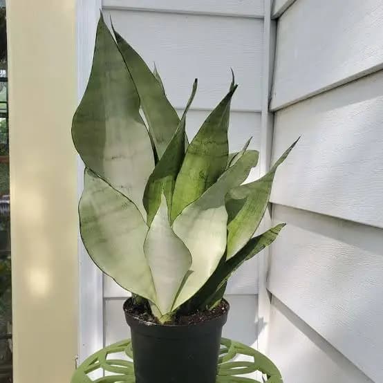 Snake Plant Moonshine variety with silvery green leaves