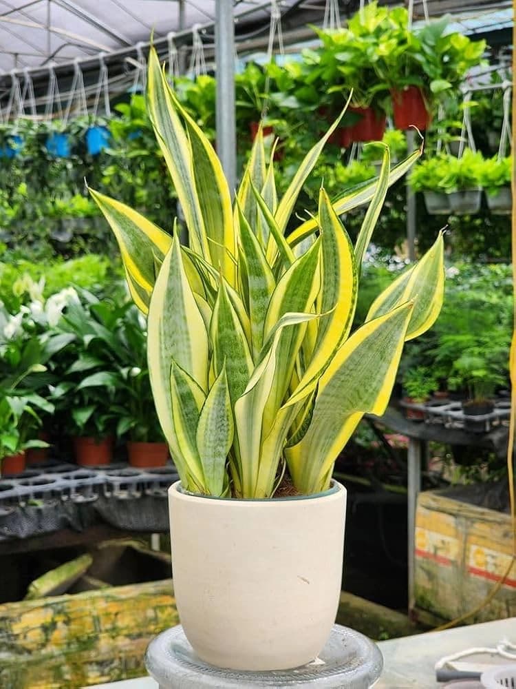 Snake Plant with upright leaves growing indoors