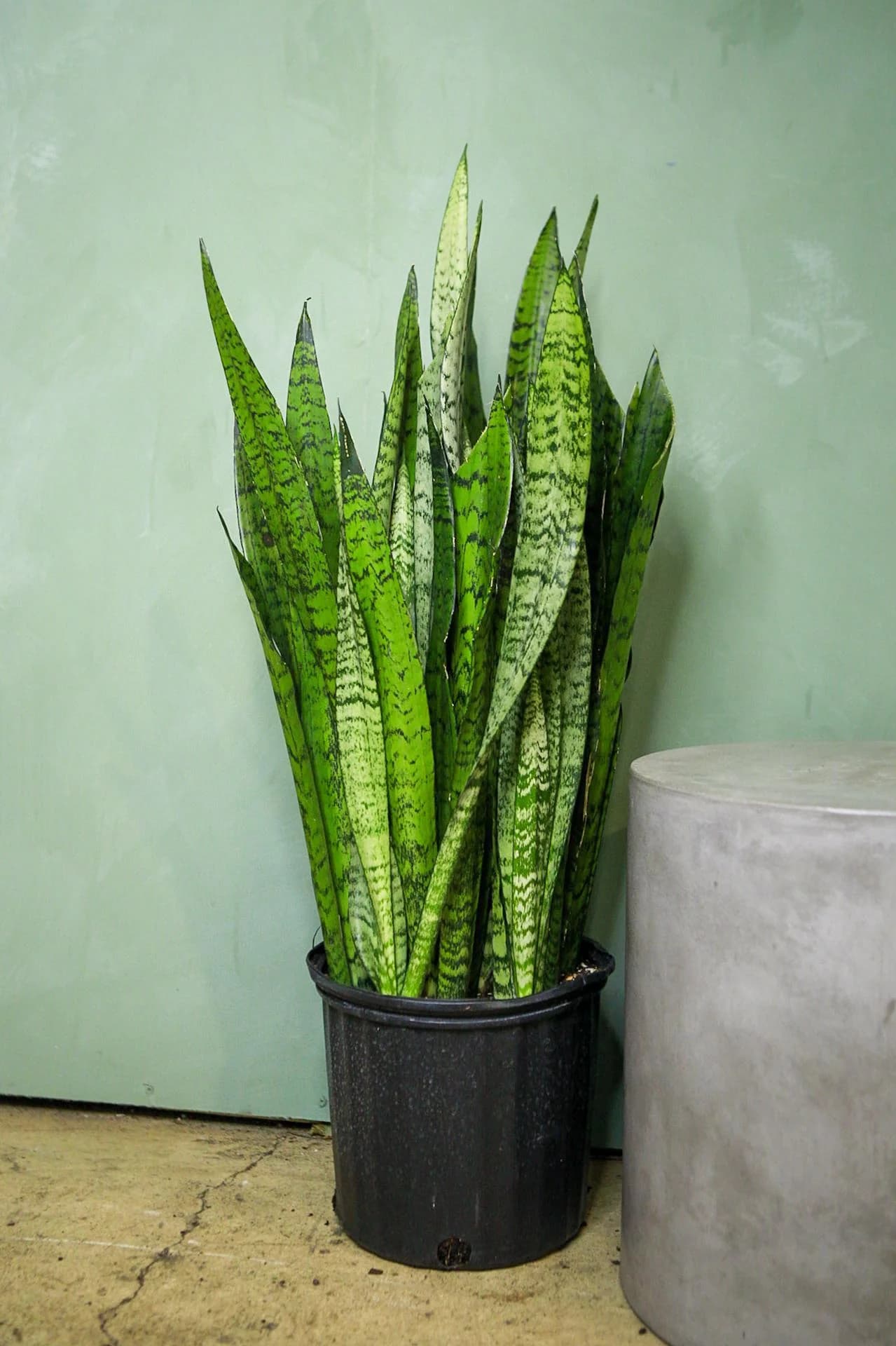 Snake Plant Zeylanica variety with patterned green leaves