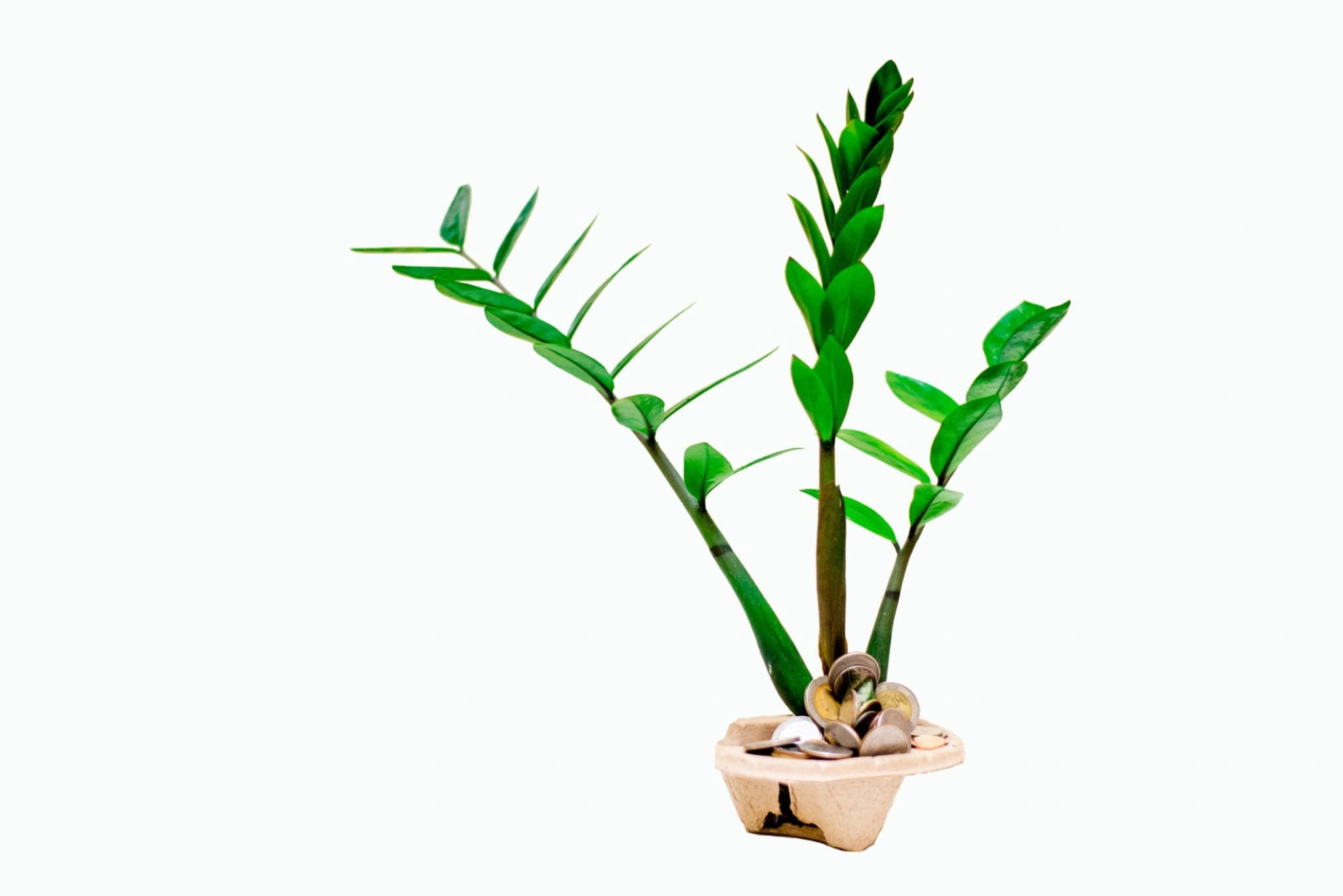 ZZ Plant with glossy green leaves growing indoors