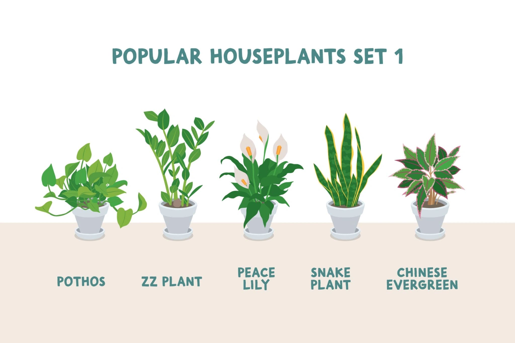 Healthy ZZ Plant in an indoor home setting