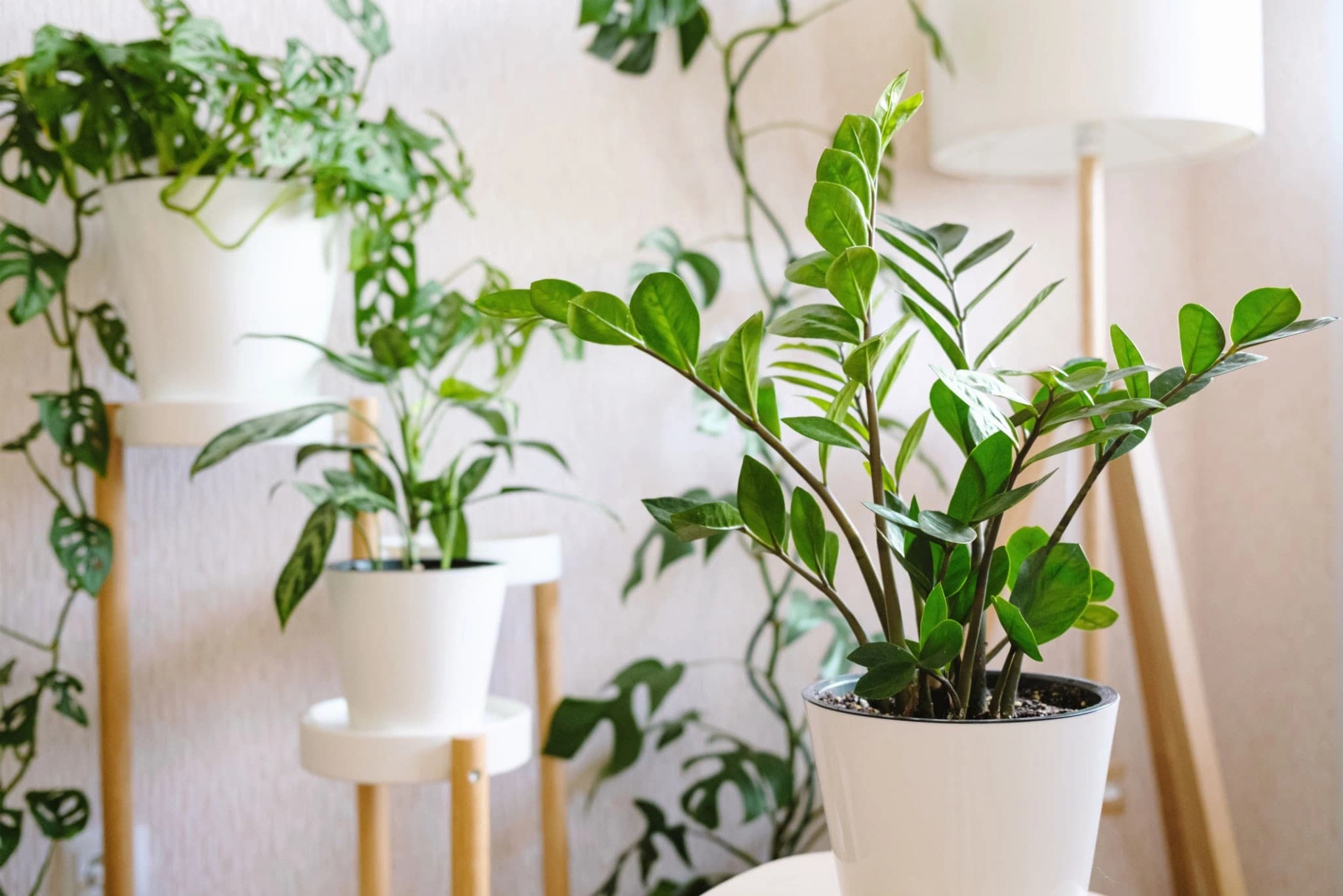 ZZ Plant care guide image showing a healthy indoor plant