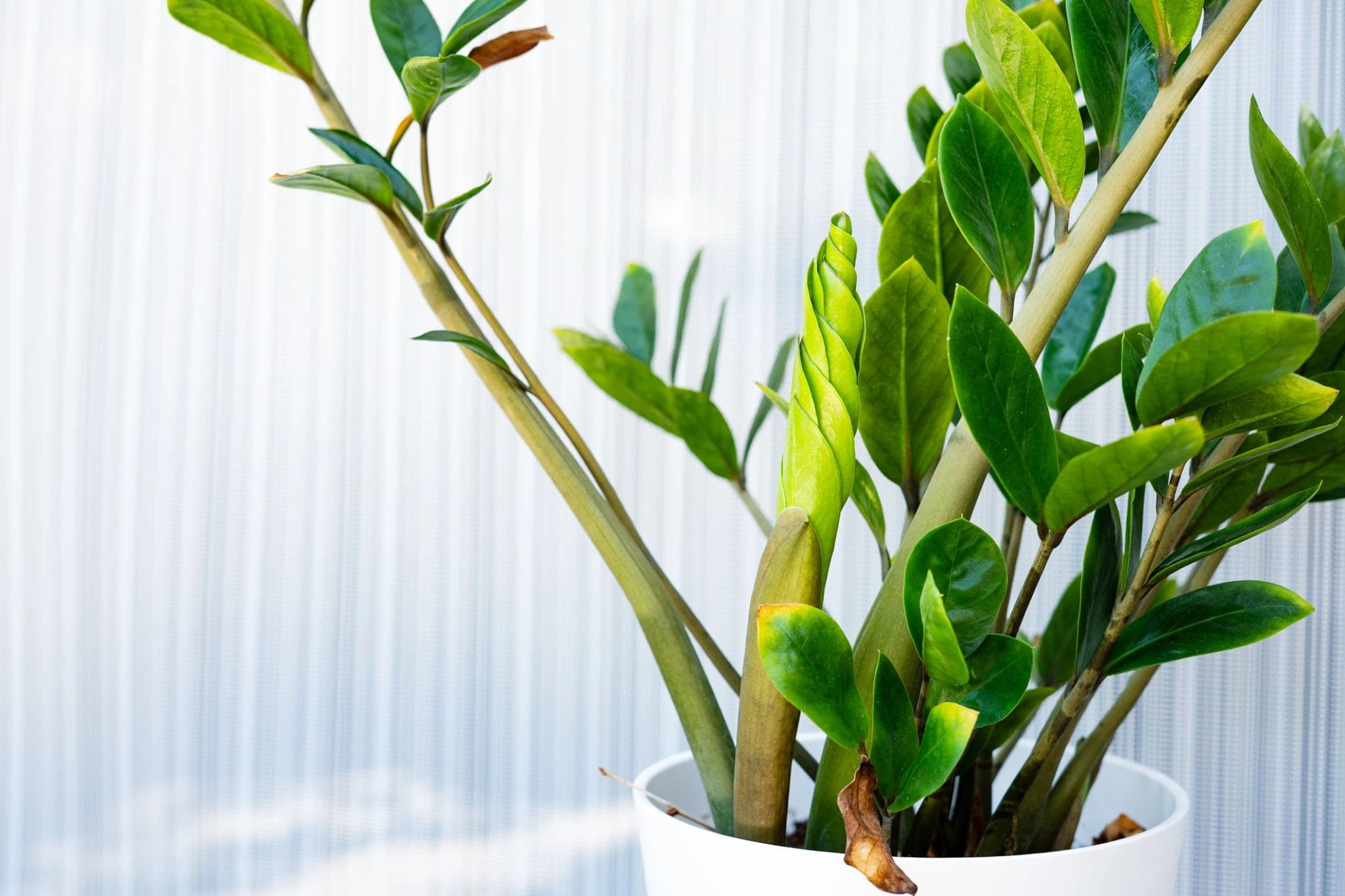 ZZ Plant growing indoors in an Indian home