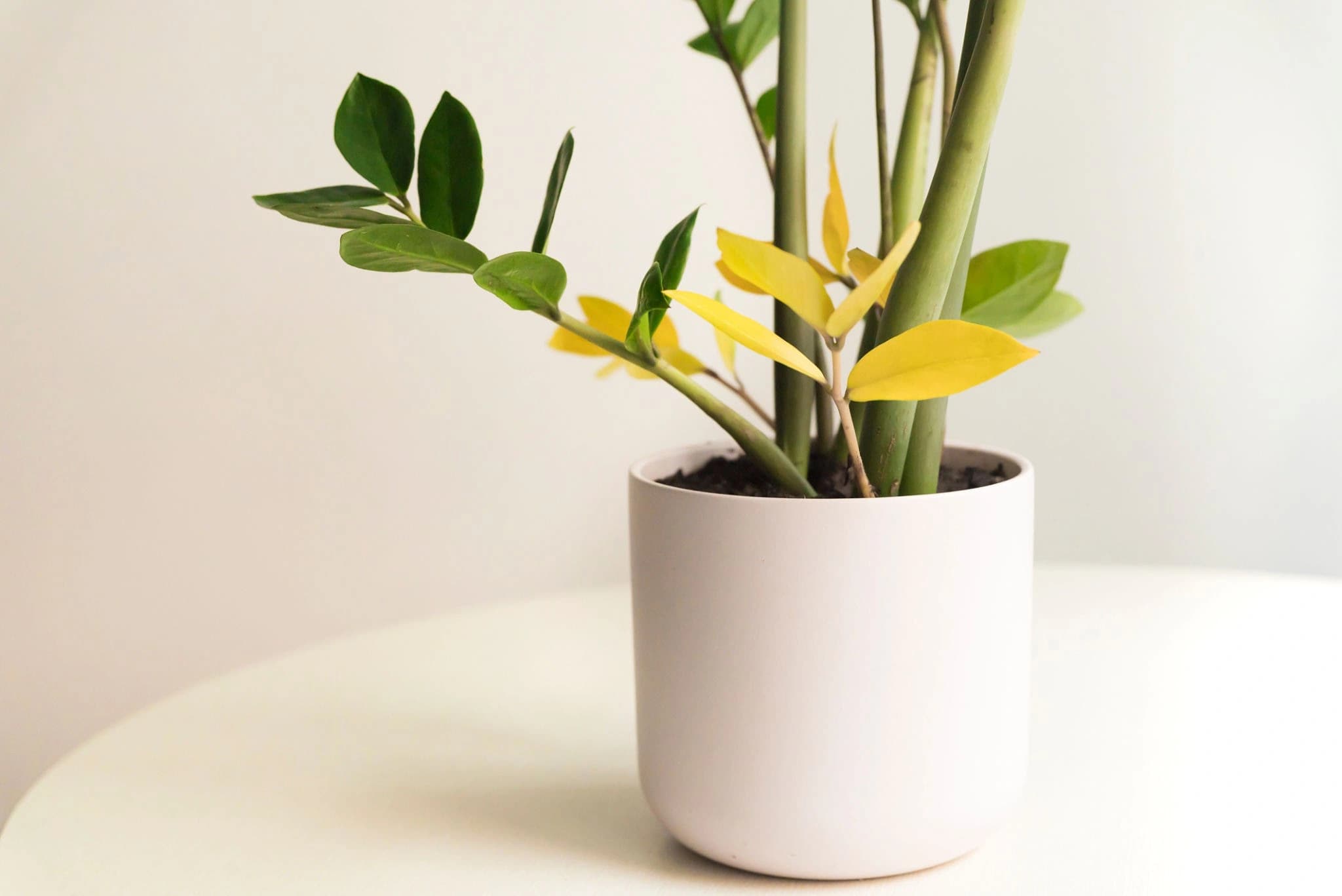 ZZ Plant in a decorative indoor pot