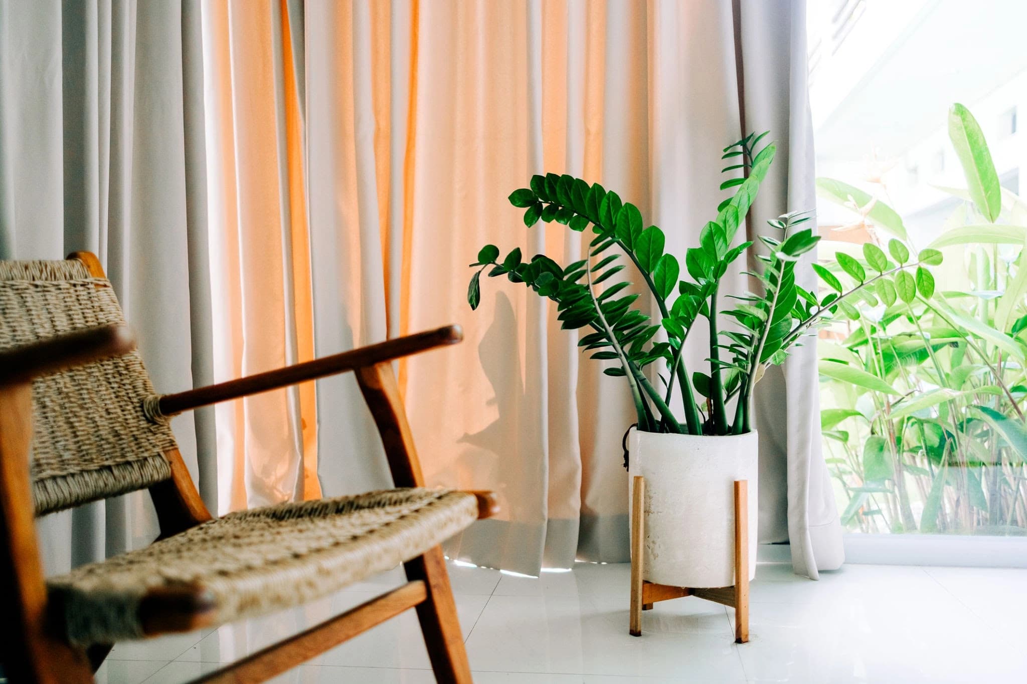 ZZ Plant placed in an indoor living space